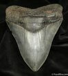 Inch Megalodon Tooth - Collector Quality #1528-3